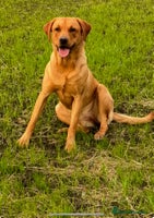 Labrador Retriever dogs - Advert 11