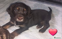 Cocker Spaniel dogs for sale: Chocolate & Tan, Working cocker boys available! - Image 9
