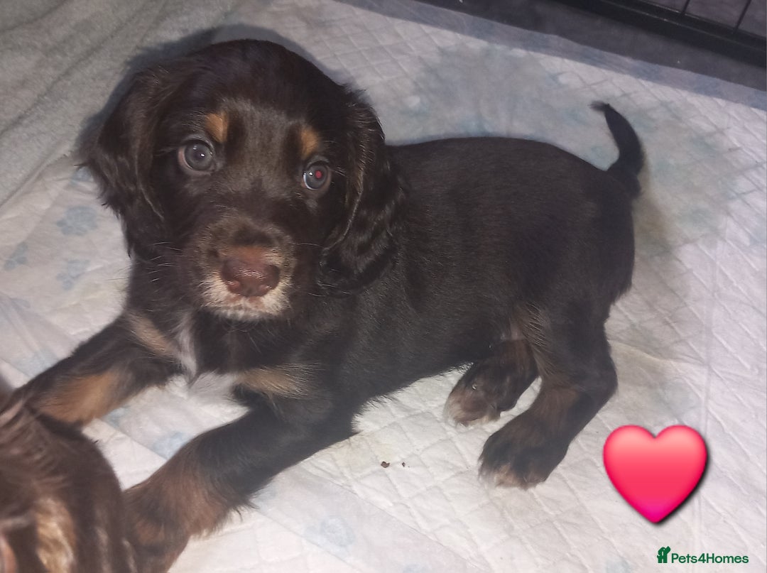 Cocker Spaniel dogs for sale: Chocolate & Tan, Working cocker boys available! - Image 9