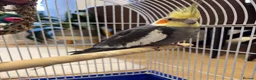 Cockatiels birds for sale: 15 month old male cockatiel - Advert 3