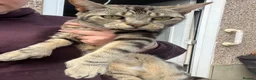 Bengal cats for sale: Mixed breed bengal  - Advert 1