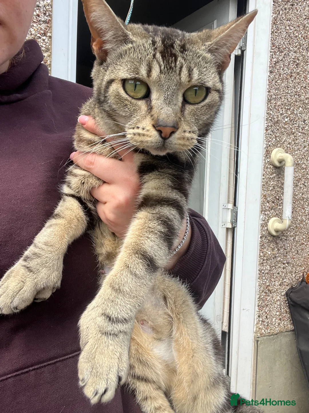 Bengal cats for sale: Mixed breed bengal  - Advert 1