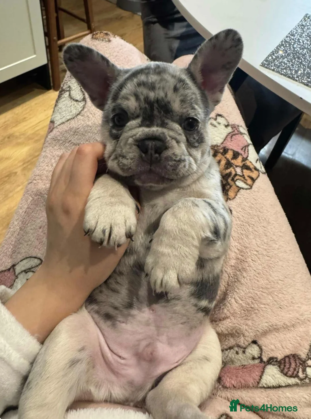 French Bulldog dogs for sale: 3 frechie puppies for sale  - Advert 4