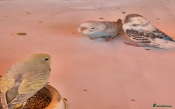 Budgerigars birds for sale: Baby budgie  for sale  - Image 3