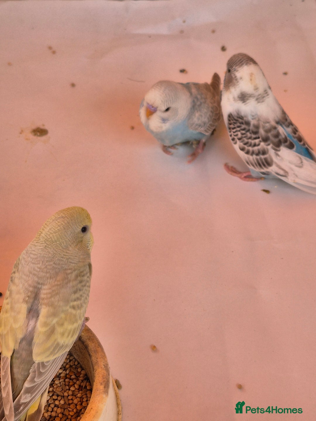 Budgerigars birds for sale: Baby budgie  for sale  - Image 3