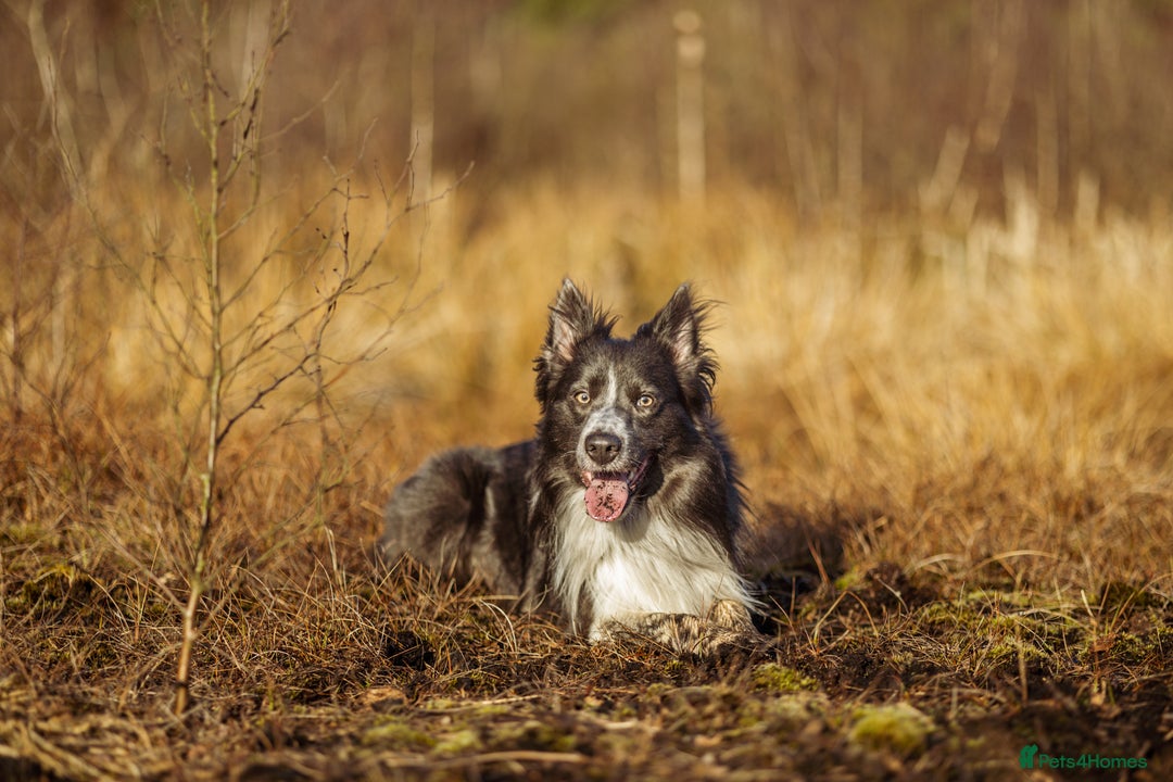 Border Collie dogs for stud: ISDS & KC hip scored, DNA tested lilac carrier in Stockport - Image 4