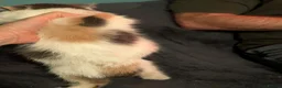 Exotic cats for sale: ✨ SKY LIGHT — EXOTIC SHORTHAIR FEMALE ✨ in Eastbourne - Advert 5