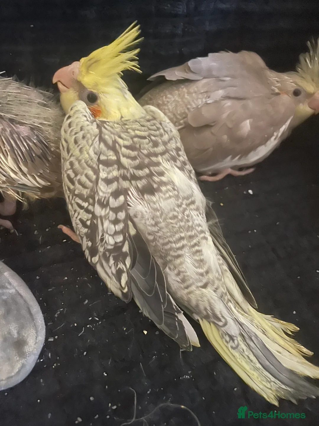 Cockatiels birds for sale: Baby cockatiels - Advert 8