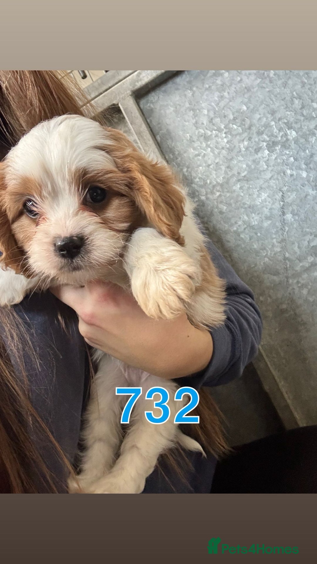 Cavapoo dogs for sale: 2 cheeky Male Cavapoo pups - Advert 3
