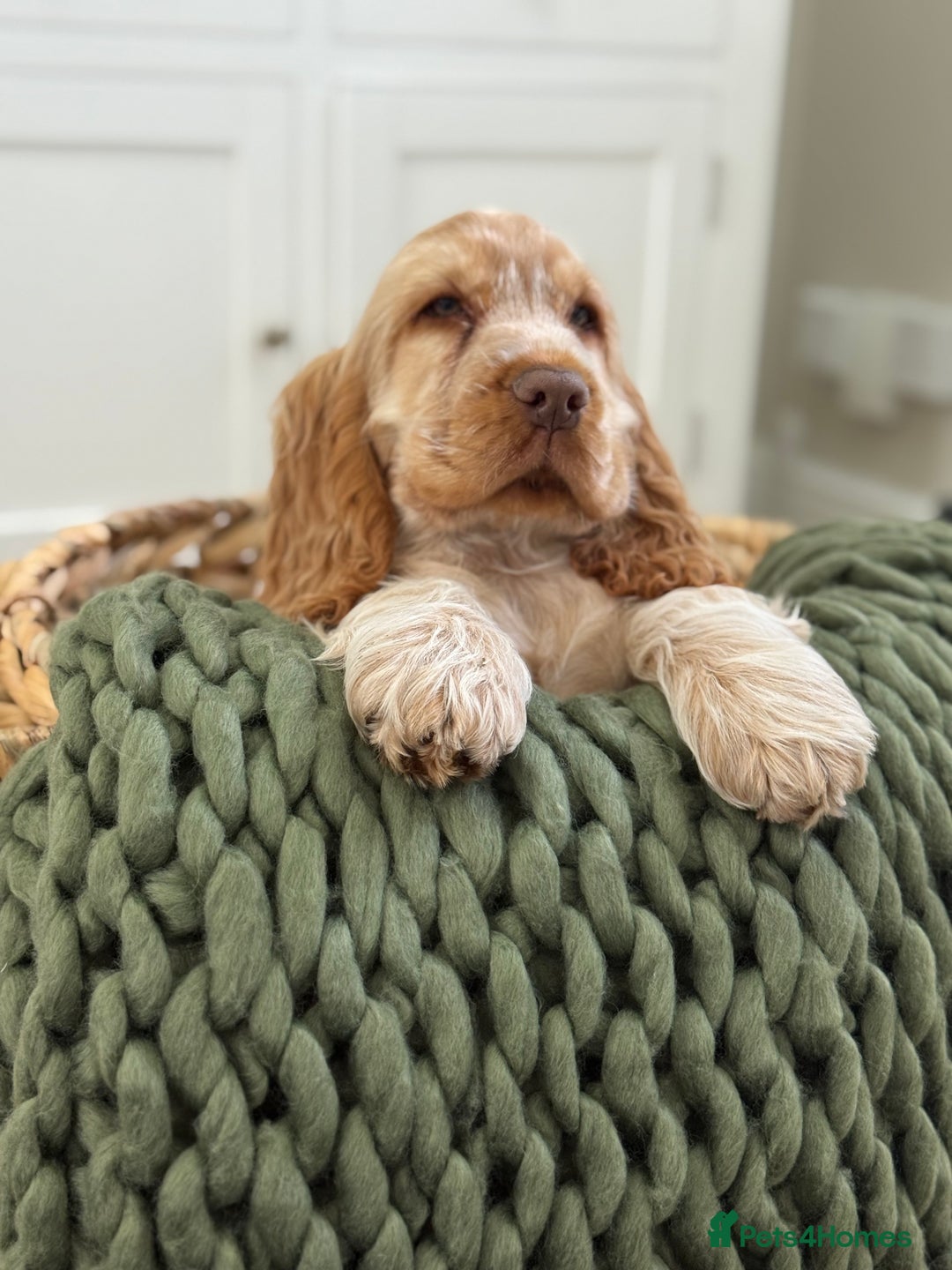 Cocker Spaniel dogs for sale: Show type cocker spaniels 🐶 ready now 🐶 - Image 18