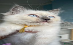 Ragdoll cats for sale: Pedigree Champion lines fluffy Ragdolls🙀😻🙀 - Image 26