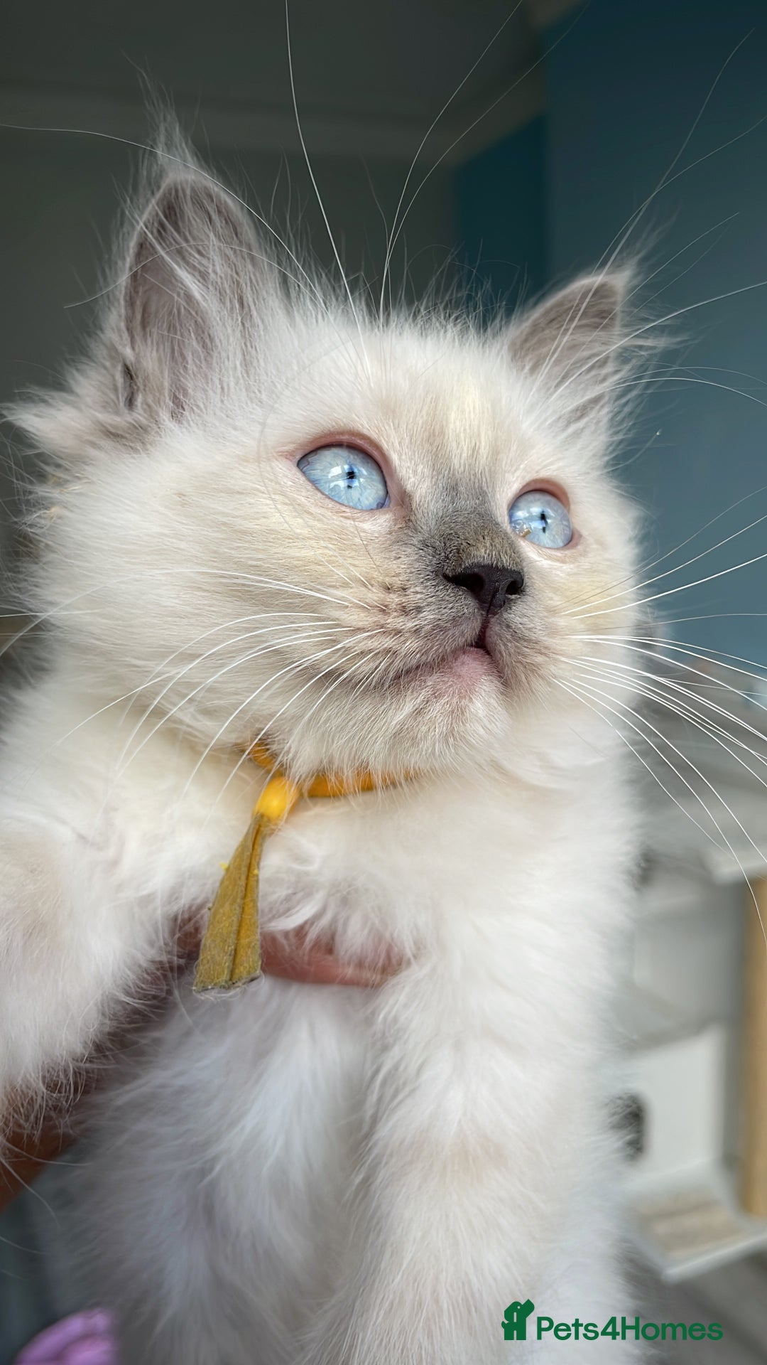 Ragdoll cats for sale: Pedigree Champion lines fluffy Ragdolls🙀😻🙀 - Image 26