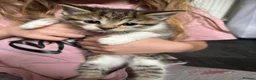 Domestic Shorthair cats for sale: Tabby domestic short hair kittens  - Advert 1