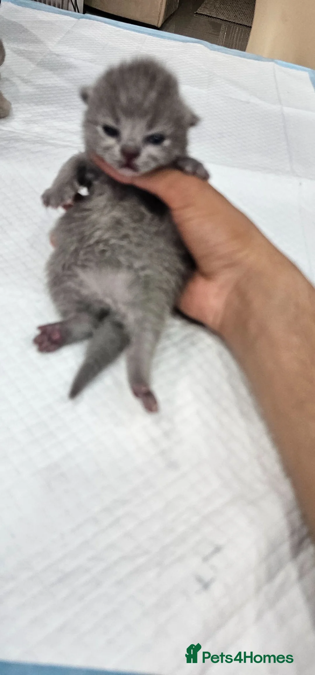 British Shorthair cats for sale: Pure British shorthairs (read desc) - Advert 8