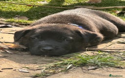 Mixed Breed dogs for sale: Stunning bullherder pups  - Image 15
