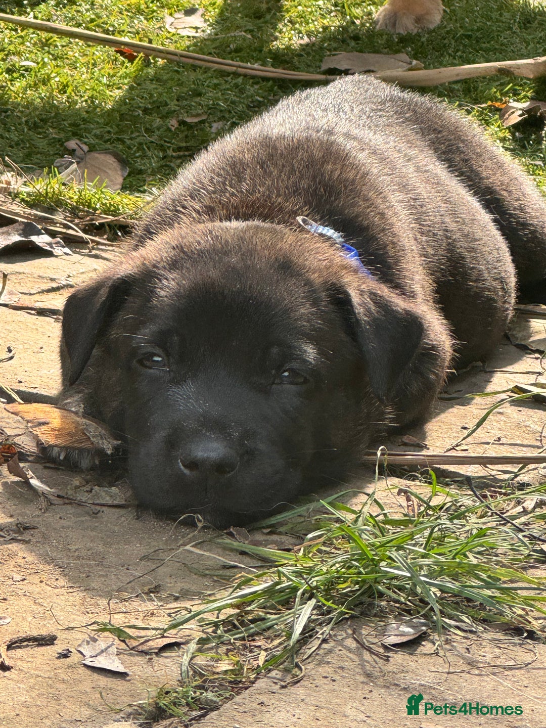 Mixed Breed dogs for sale: Stunning bullherder pups  - Image 15
