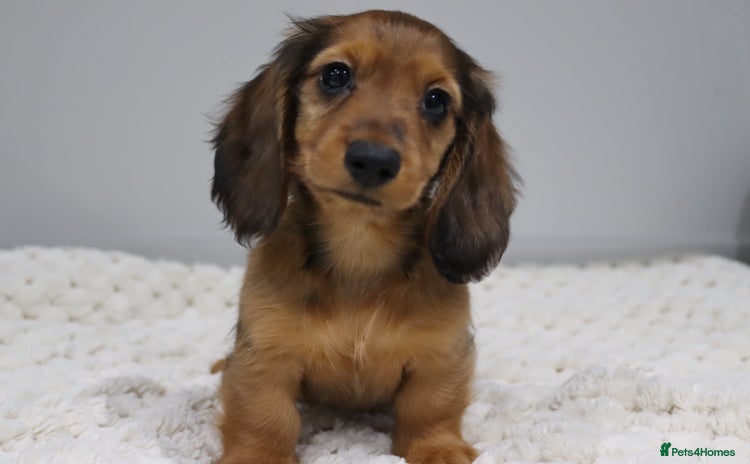 Miniature Dachshund dogs - Advert 14