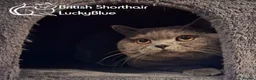 British Longhair cats for stud: GORGEOUS BSH BLUE FOR STUD - Advert 3