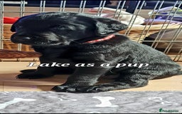 Labrador Retriever dogs for sale: 💫Stunning chocolate and black labrador pups 💫 - Image 36