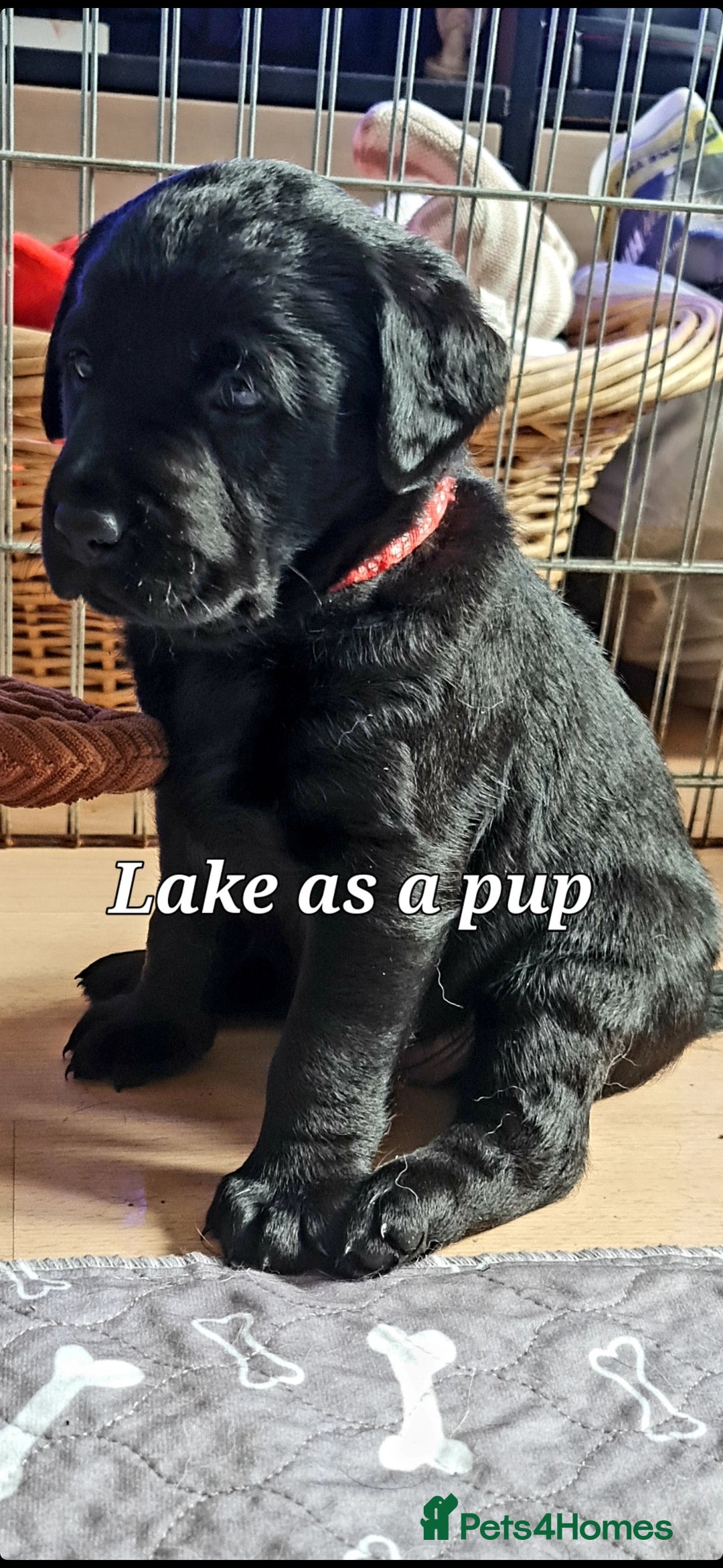 Labrador Retriever dogs for sale: 💫Stunning chocolate and black labrador pups 💫 - Image 36