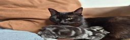 British Shorthair cats for sale: gorgeous british shorthair mix tabby kittens x5 in Sittingbourne - Advert 2