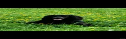 Cocker Spaniel dogs for sale: Kc registered working cocker spaniel puppies in Rotherham - Advert 13