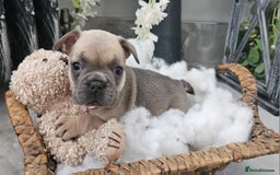 French Bulldog dogs for sale: French bulldog lilac/blue fawn  - Image 21