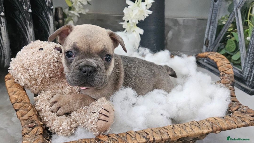 French Bulldog dogs for sale: French bulldog lilac/blue fawn  - Image 21