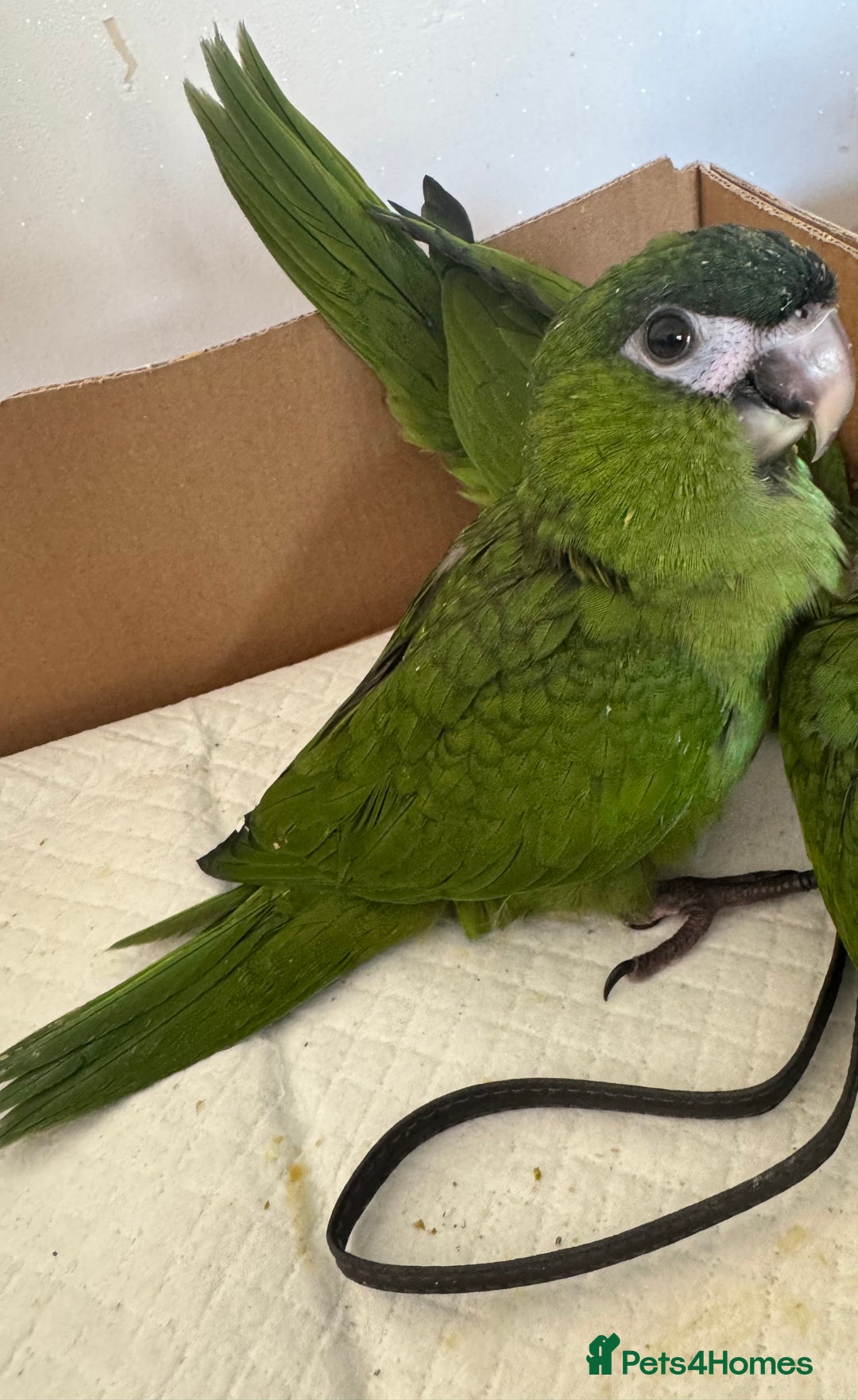 Macaws birds for sale: Baby Hahns macaws - Image 5