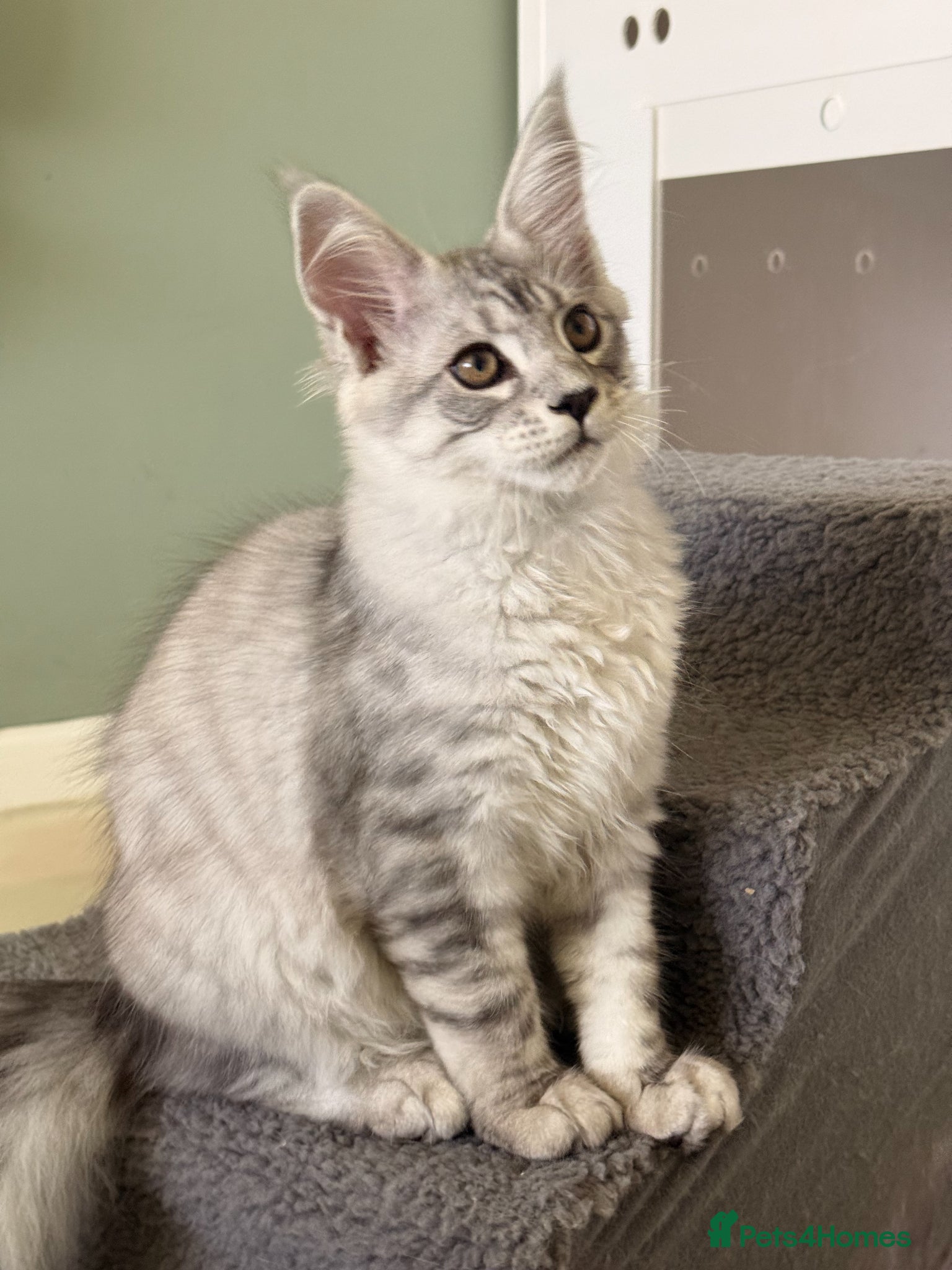 Maine Coon cats Son of Champion TICA Reg - Advert 1