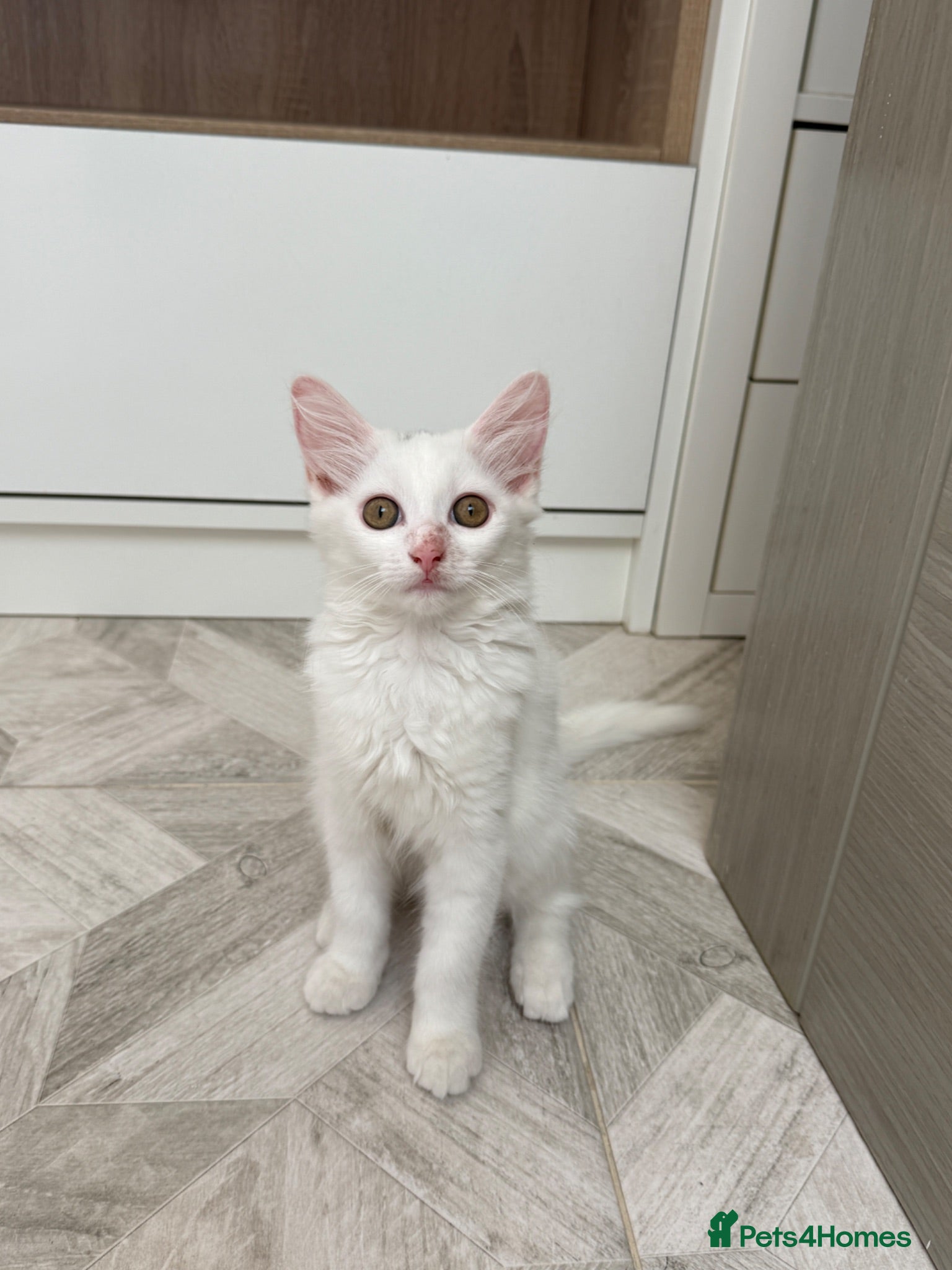 Turkish Angora cats 3 Adorable Kittens - Advert 2