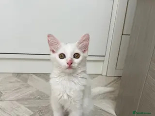 Turkish Angora cats 3 Adorable Kittens - Advert 2