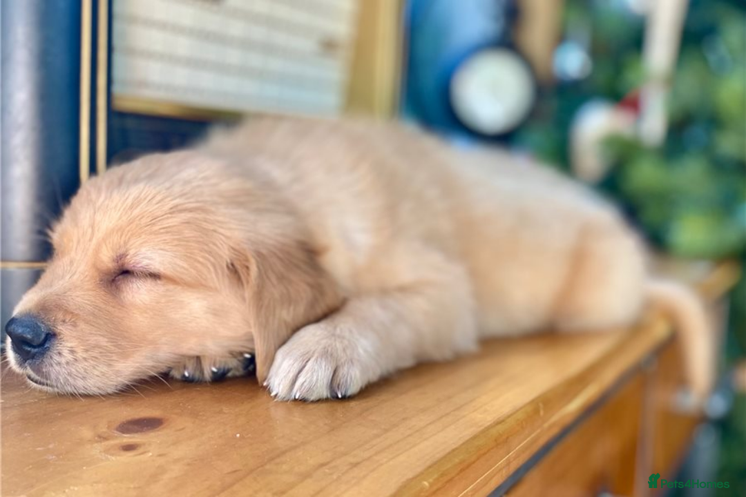 Golden Retriever dogs for sale: Beautiful Golden Retriever Puppies – Family Raised - Image 26