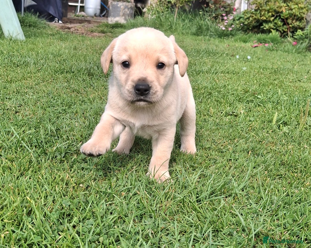 Labrador Retriever dogs for sale: Fifth generation pedigree pups  - Image 13