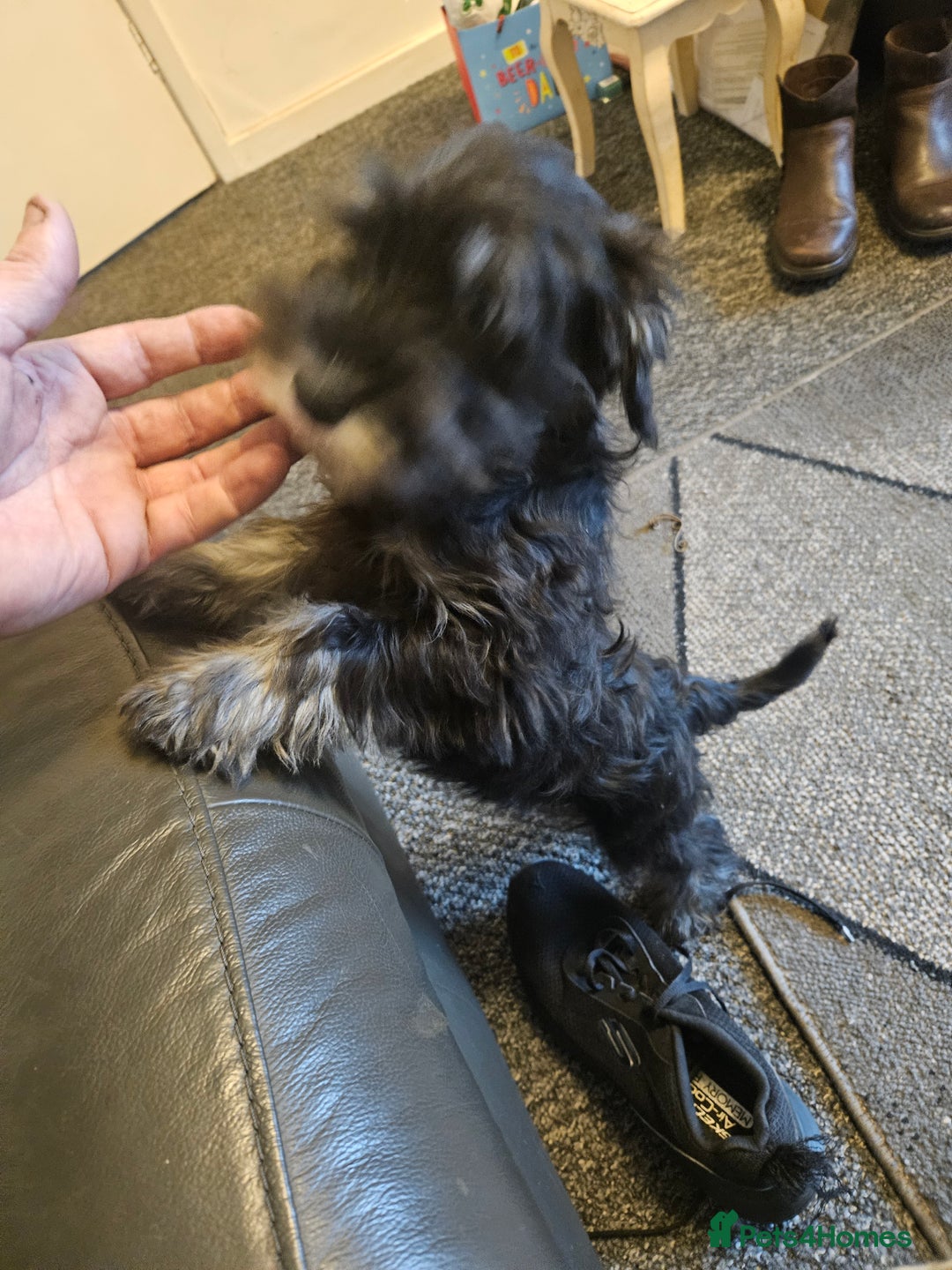 Miniature Schnauzer dogs for sale: Miniture schnauzer pups 2 boys left ready to  - Advert 8