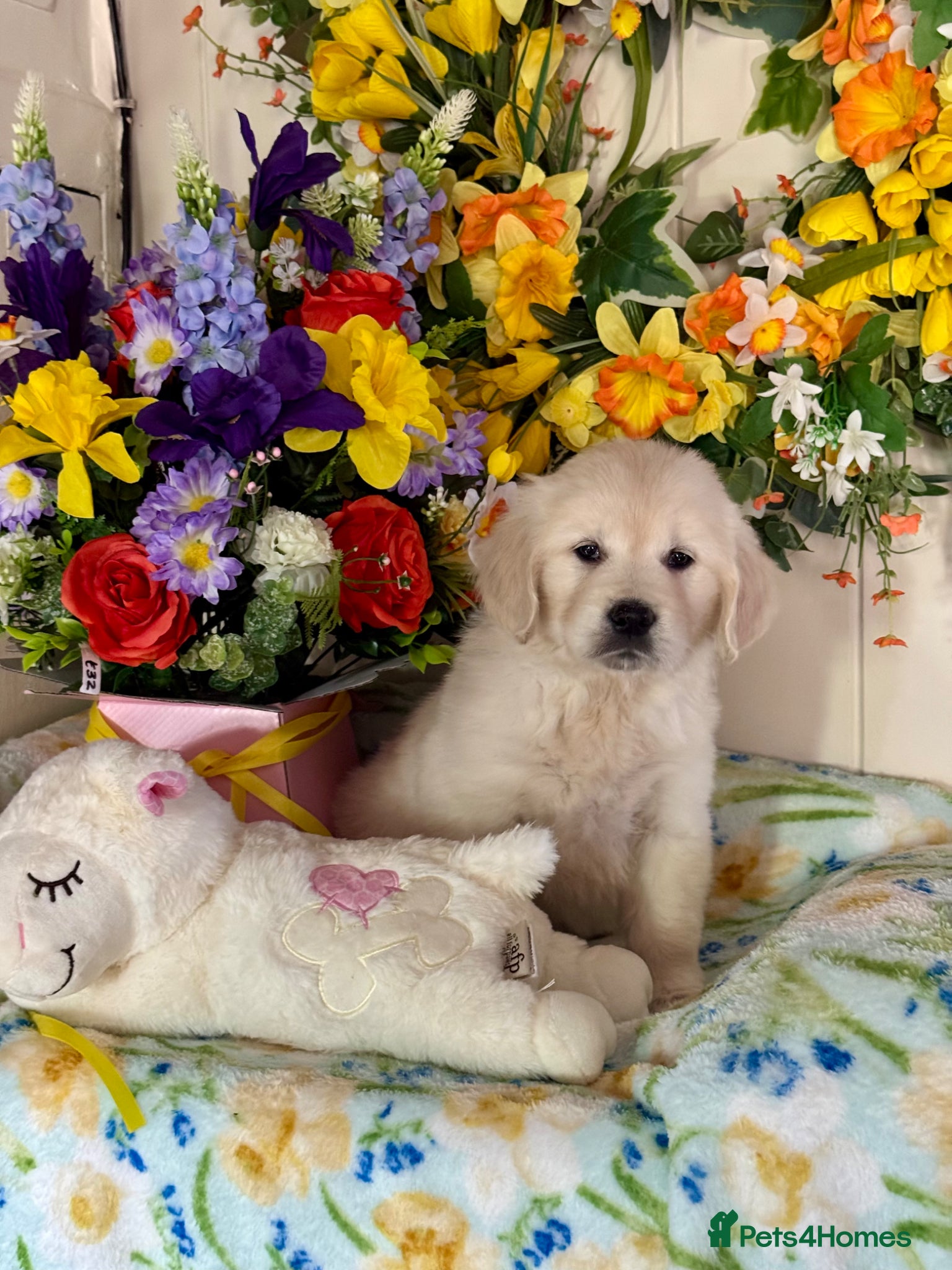 Golden Retriever dogs  only 1left Kc reg golden retriever puppies  - Advert 4