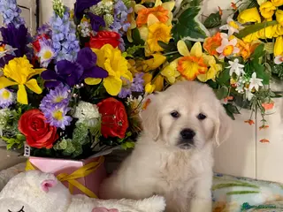 Golden Retriever dogs only 1left Kc reg golden retriever puppies - Advert 4