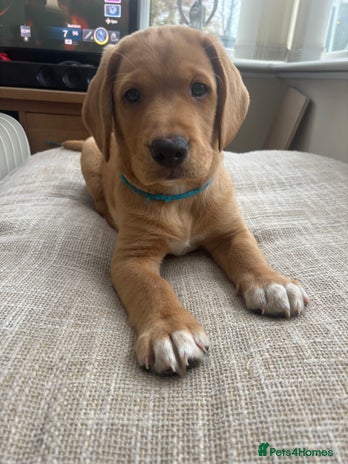 Springador dogs - Advert 5