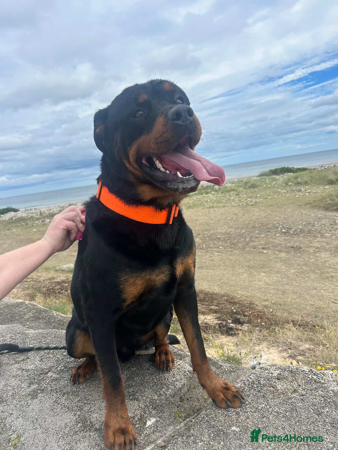 Rottweiler dogs Rehome 3 year old Rottweiler  - Advert 1