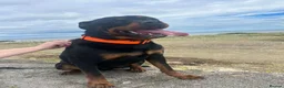 Rottweiler dogs for sale: Rehome 3 year old Rottweiler  - Advert 1