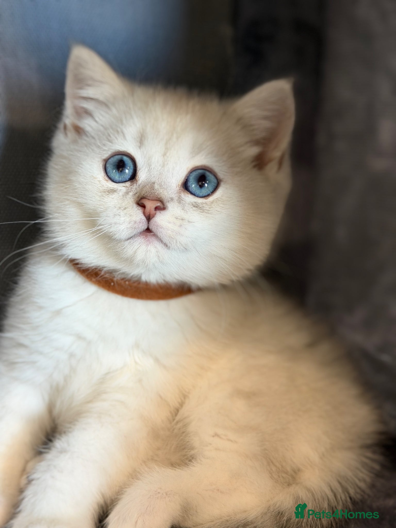 British Shorthair cats British sh kittens Golden point TICA - Advert 18