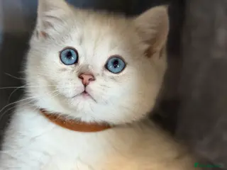 British Shorthair cats British sh kittens Golden point TICA - Advert 18