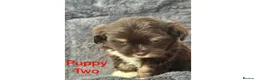 Mixed Breed dogs for sale: Lhasa Apso x Chihuahua x babies - Advert 22