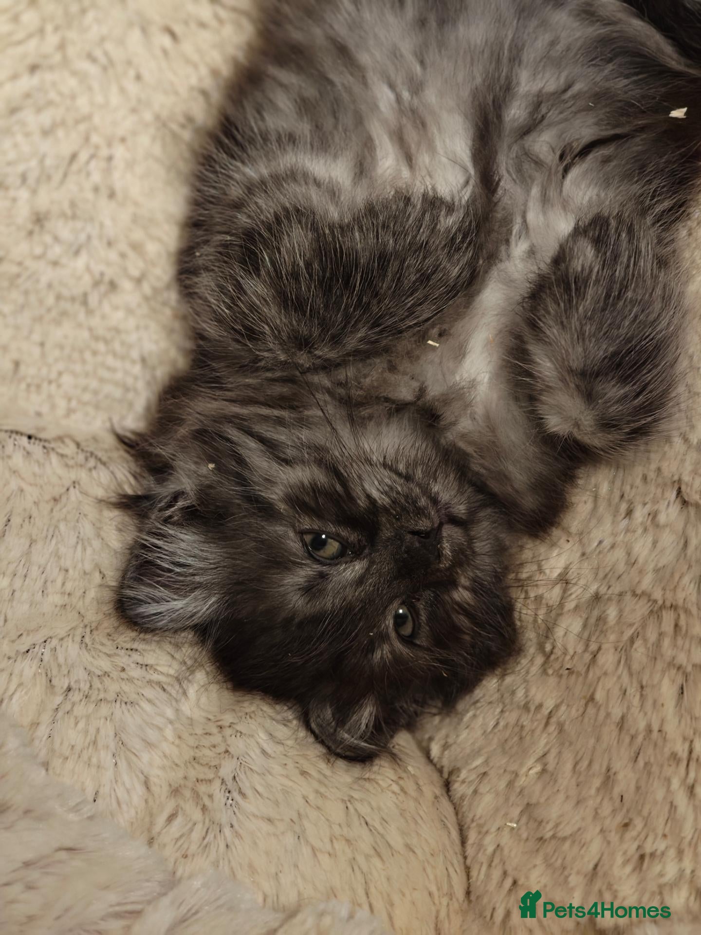 Siberian cats TICA Registered Pedigree Siberian kittens - Advert 1