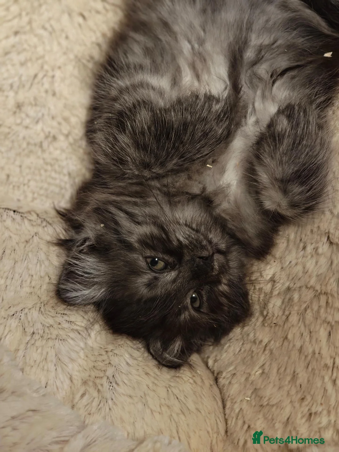Siberian cats for sale: TICA Registered Pedigree Siberian kittens - Advert 2