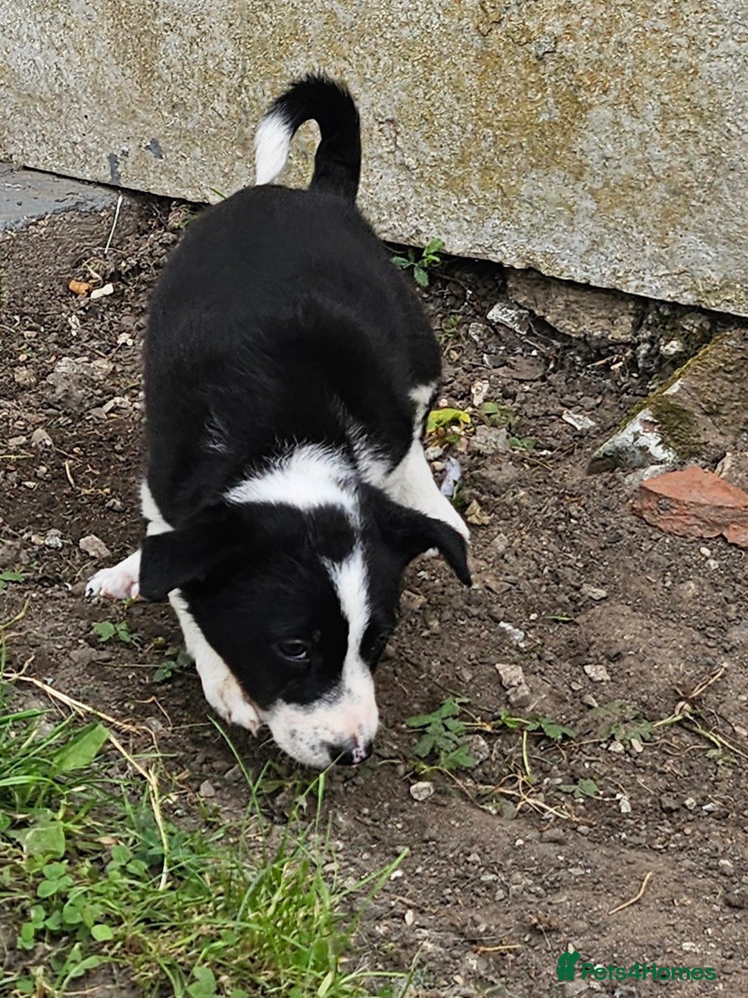 Border Collie dogs for sale: Unique blue eyed blue merle border collie puppies - Image 25