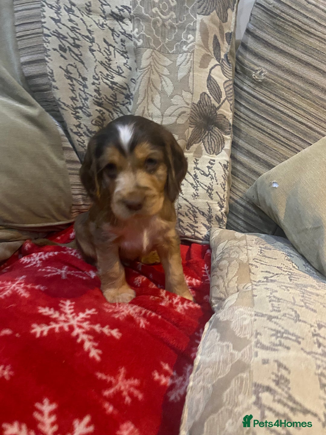 Cocker Spaniel dogs for sale: 9 beautiful full cocker spaniel pups - Advert 3