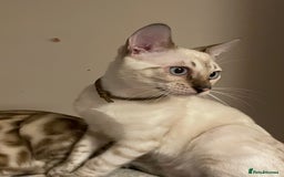 Bengal cats for sale:  Beautiful Bengal ready to reserve - Image 6