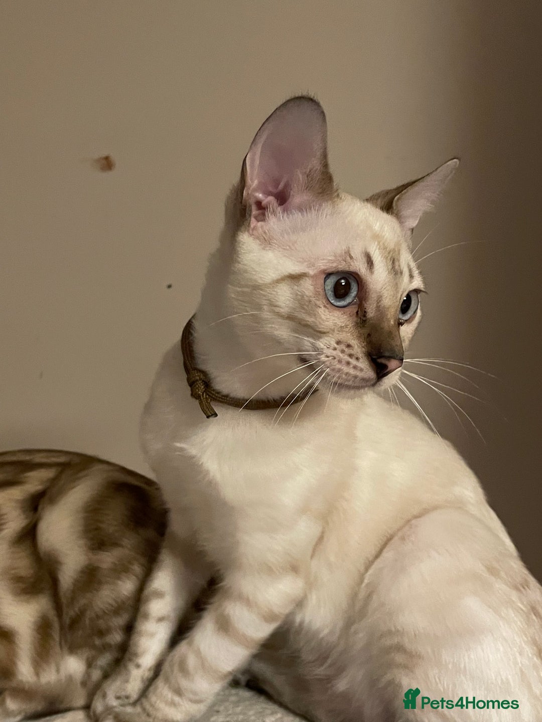 Bengal cats for sale:  Beautiful Bengal ready to reserve - Image 6