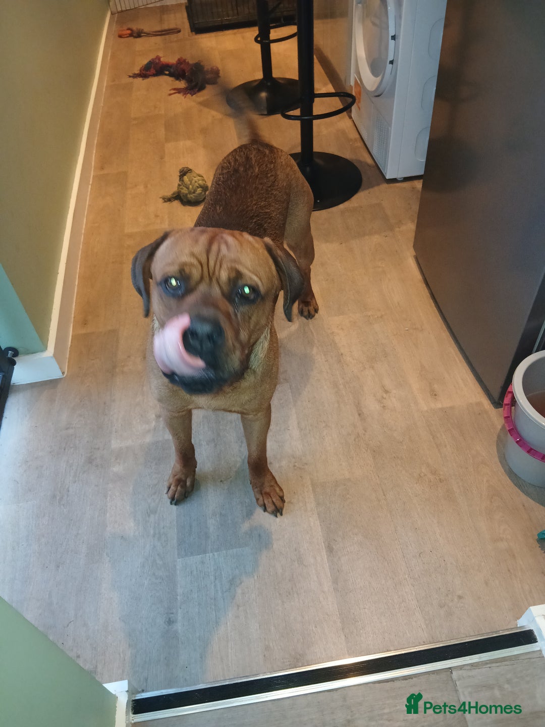 Mixed Breed dogs for sale: Mastiff X rottweiler  - Image 2